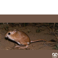 گونه دوپای خراسانی Northern three – toed Jerboa